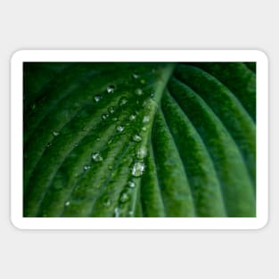 Water droplets on Hosta leaf Sticker